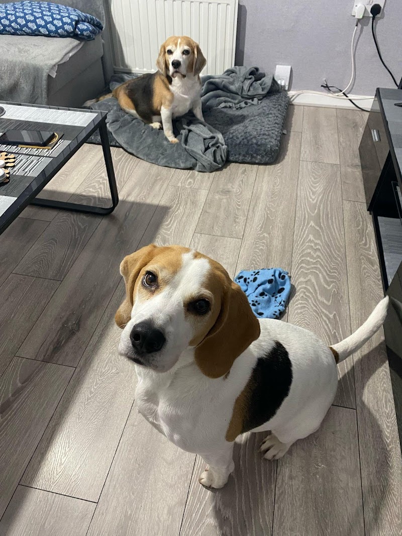 Never Lonely Dog Boarding cover image