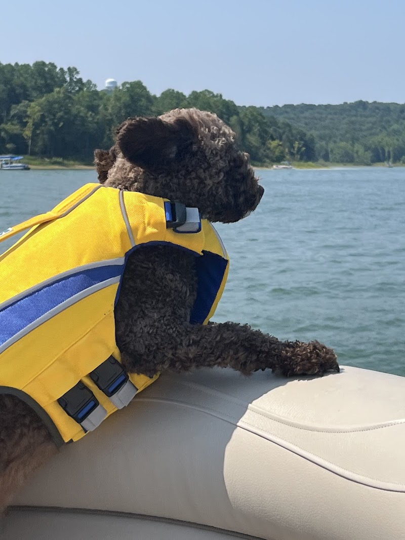 Rosie Dane Dog Training cover