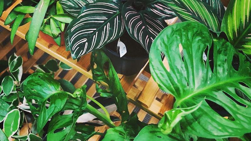 Honey Plant cover image