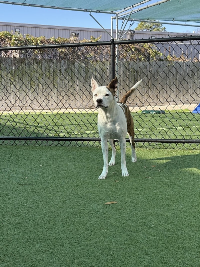 The Ruff House Stay & Play at Greenbrier cover