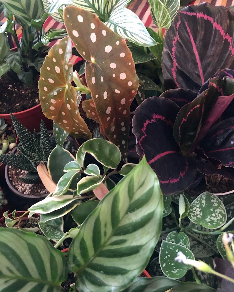 Iron Rose Plants and Vintage cover image