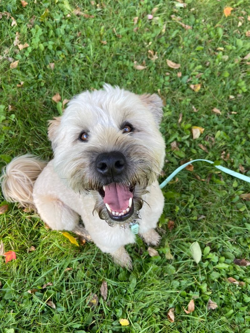 LP Canin - Éducation Canine à Québec cover image