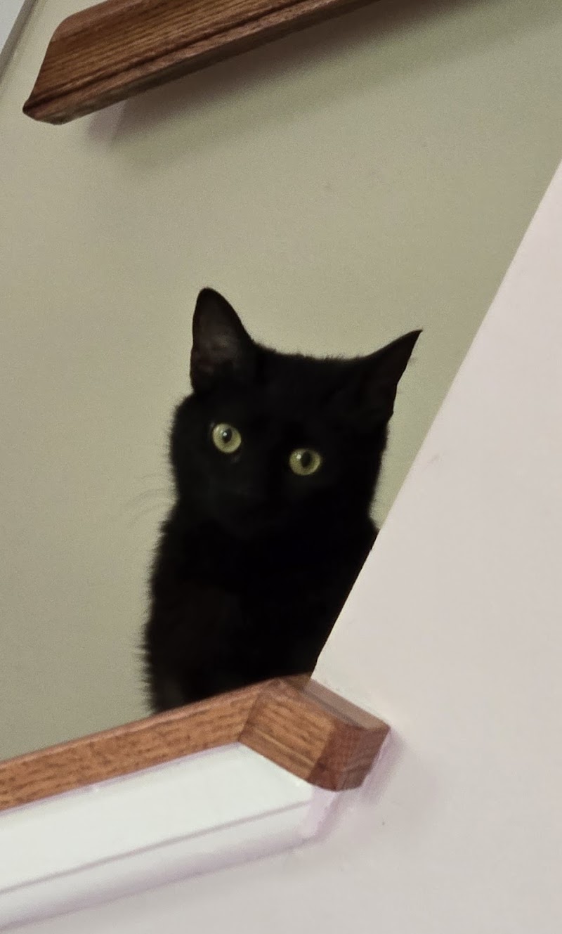 Cheyenne Veterinary Wellness & Surgical Center cover