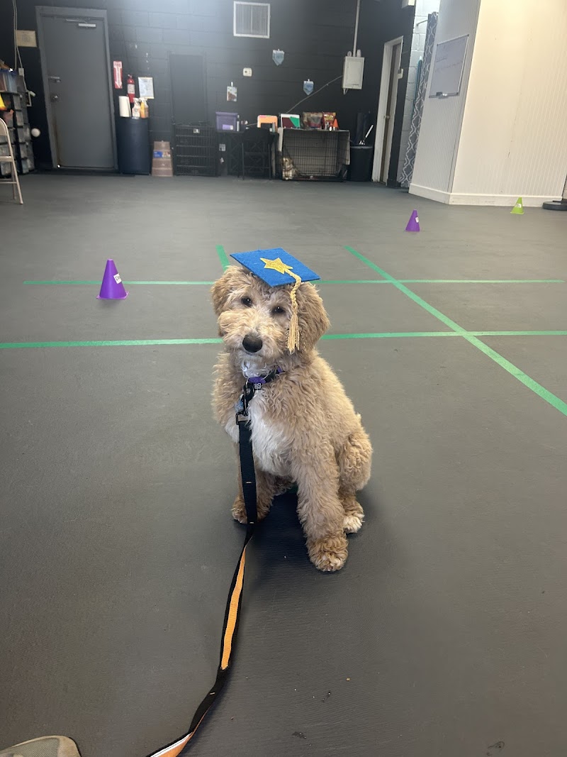 Such A Good Dog cover image