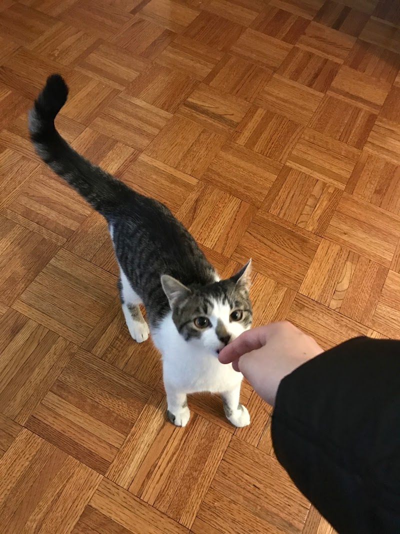 Anything's Pawsible cover image