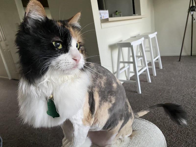 Hot Dog's pet Salon, LLC cover image