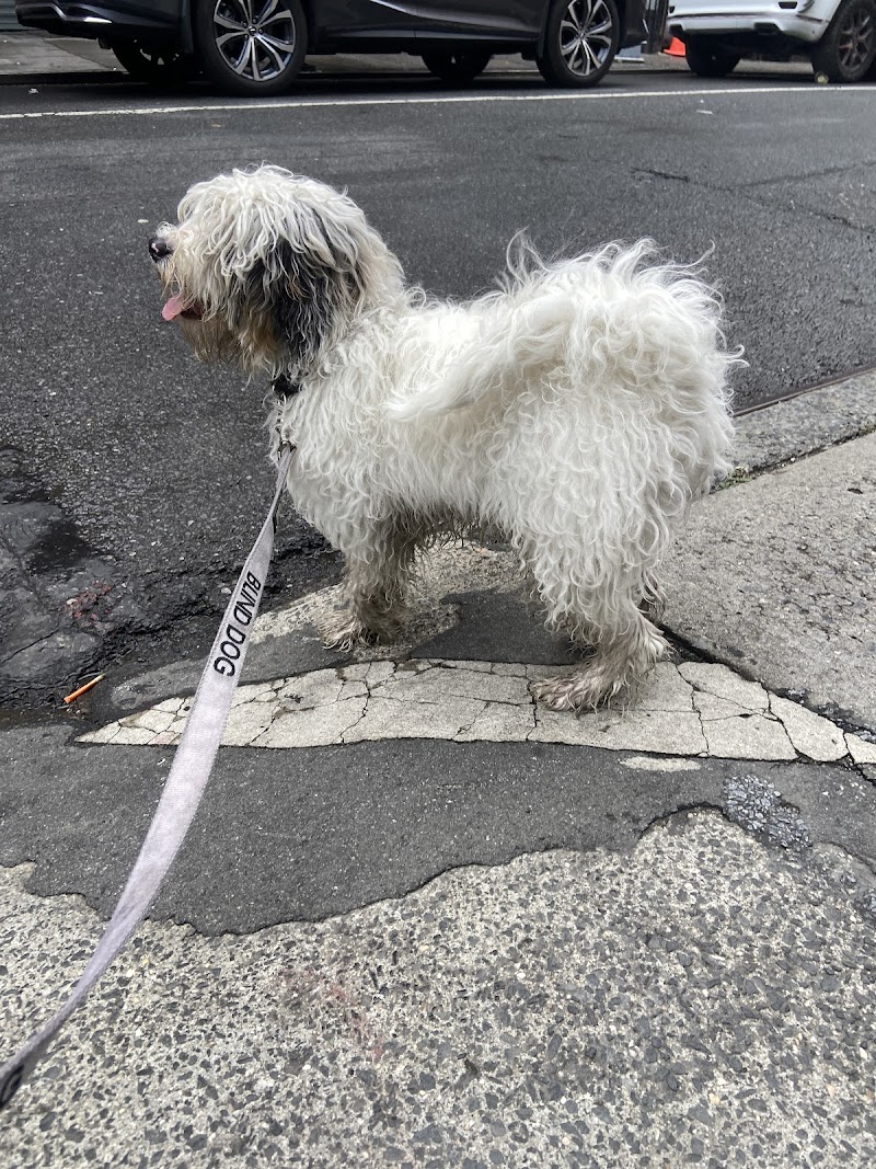 Shelby Semel Dog Training cover