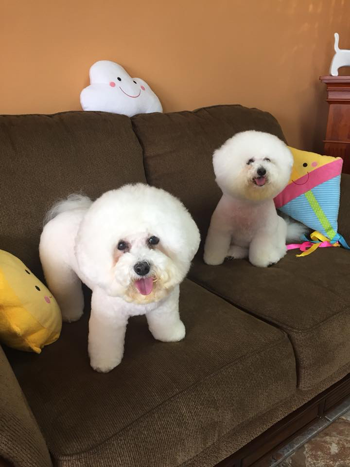 Elegant Pet Grooming cover