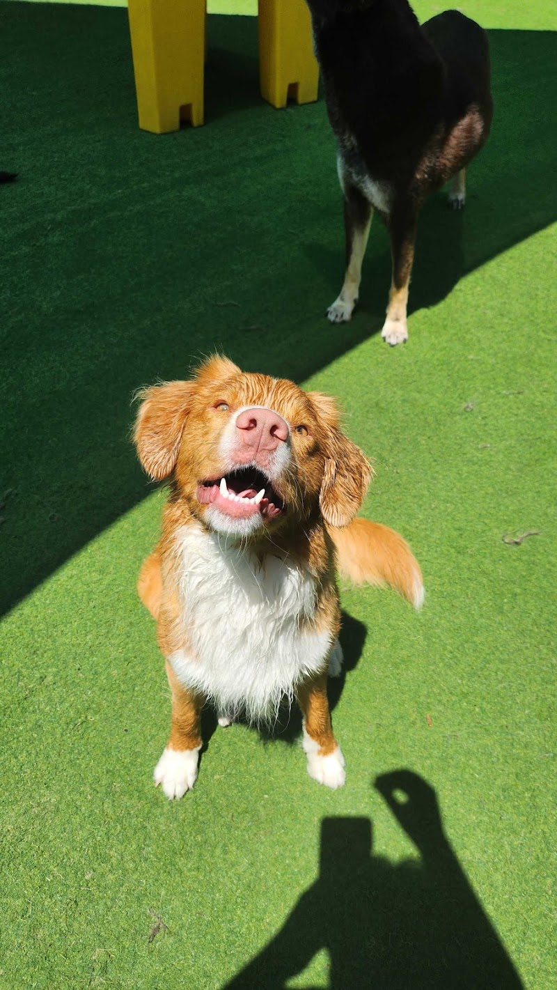 The Woofhaus cover image