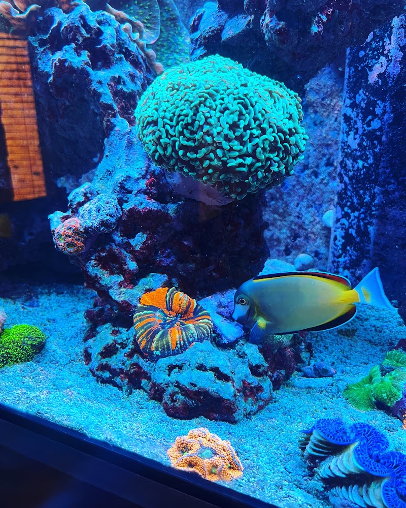 Limitless Aquariums cover image