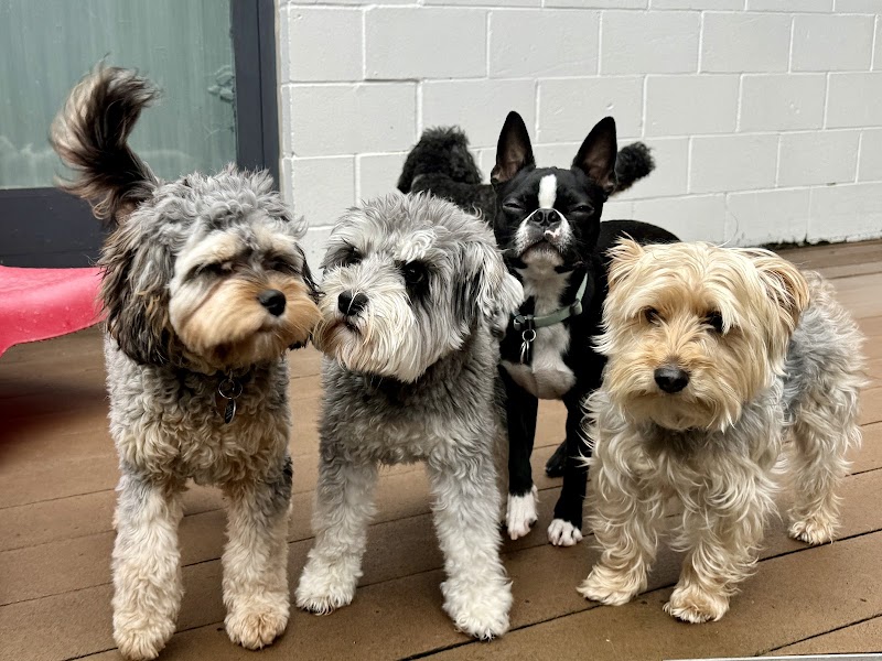 Rex Dog Hotel + Spa cover image