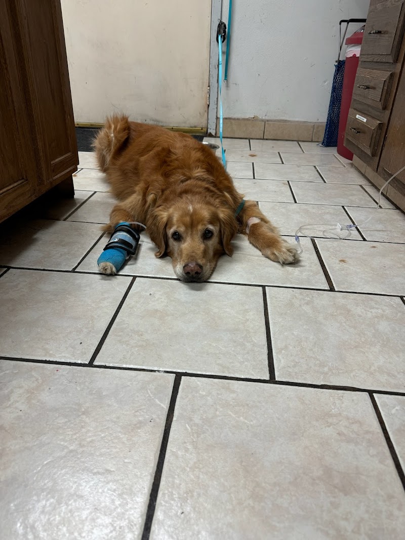 Ada Animal Hospital cover image