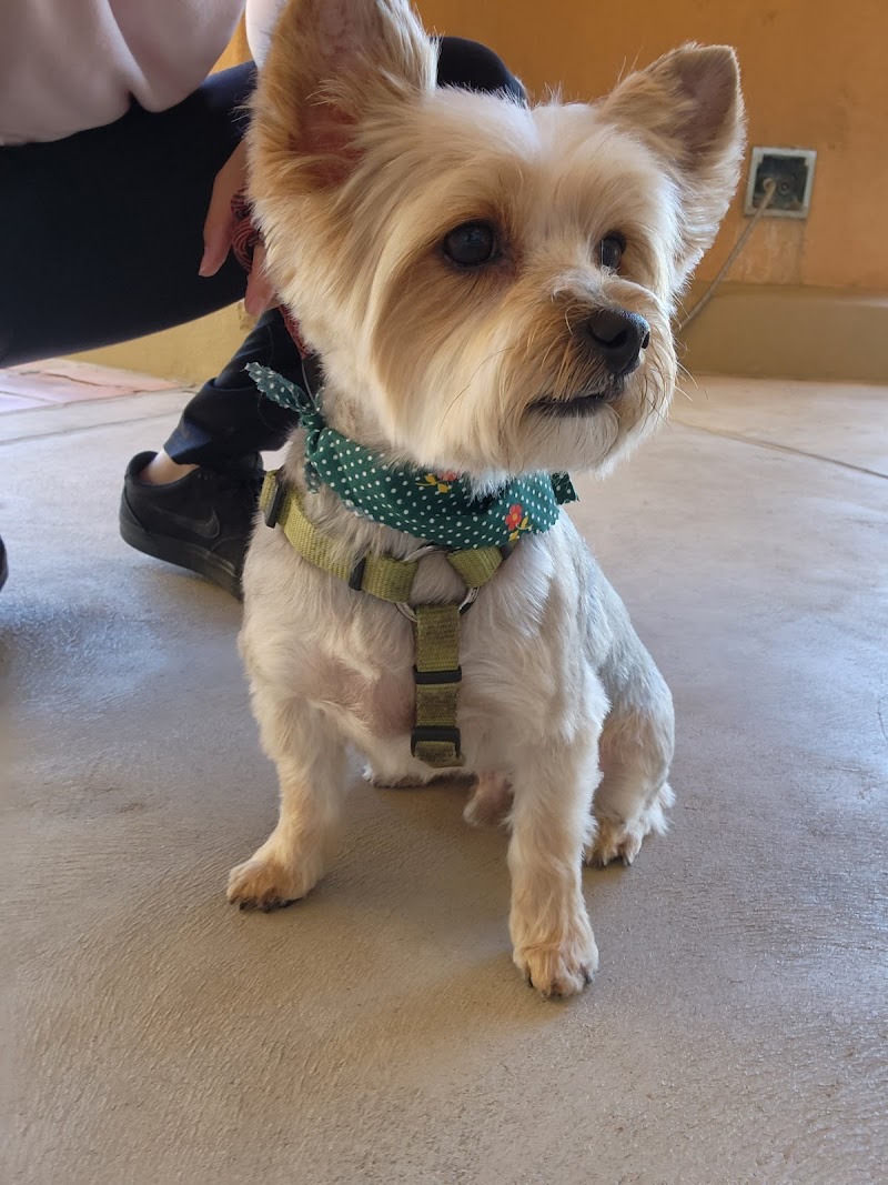 Pampered Paws Cage Free Grooming Salon cover image