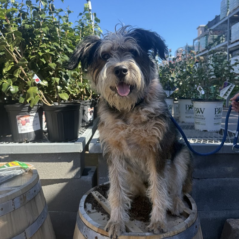 Dog Training Elite Richmond cover image