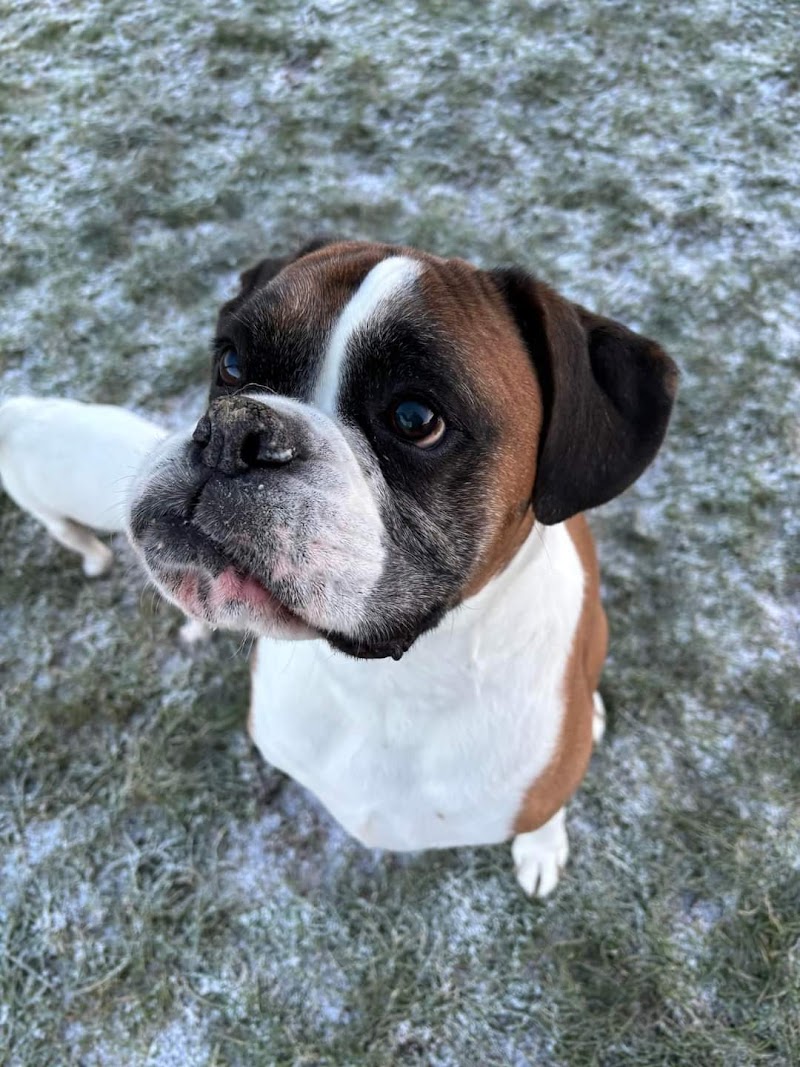 Birdston Kennels cover image