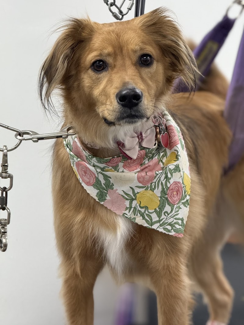 Masterpiece Canine Spa cover image