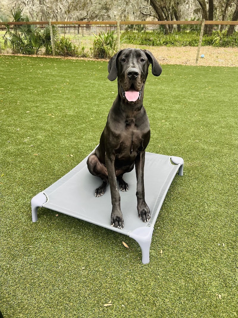 Revolution Dog Training cover