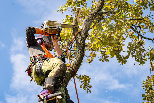 NYC Tree Trimming & Removal cover image