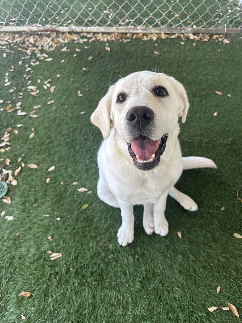 Resort For Pets at Eagle Mountain Lake cover image