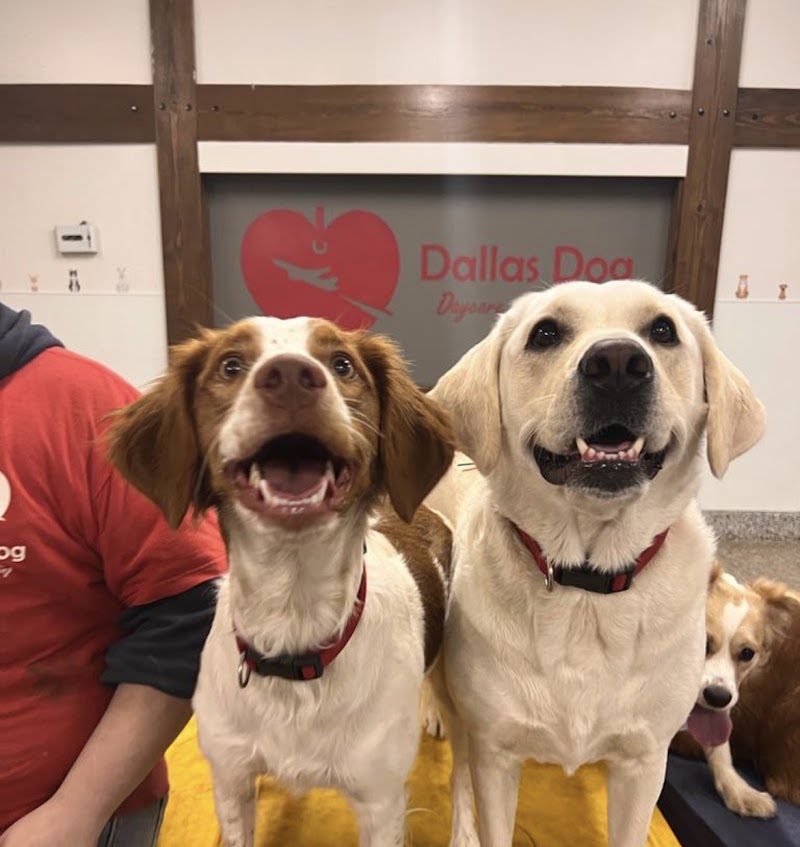 Dallas Dog Daycare and Boarding cover image