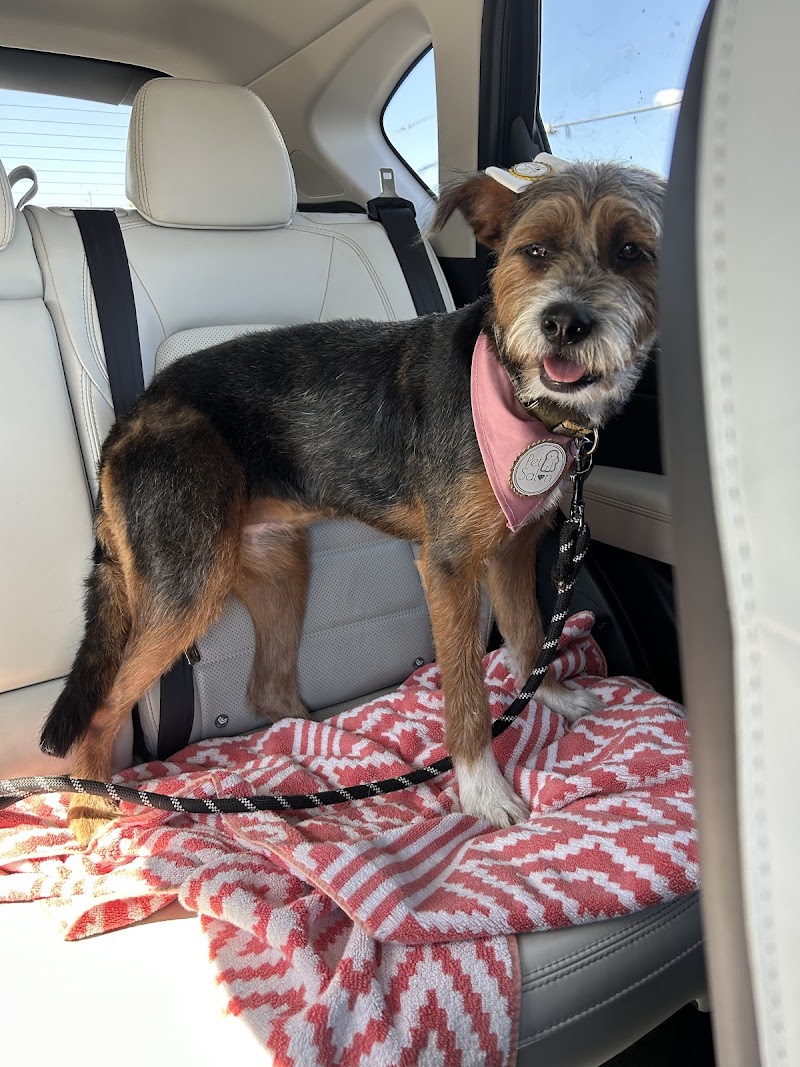 Smelly Dog cover image