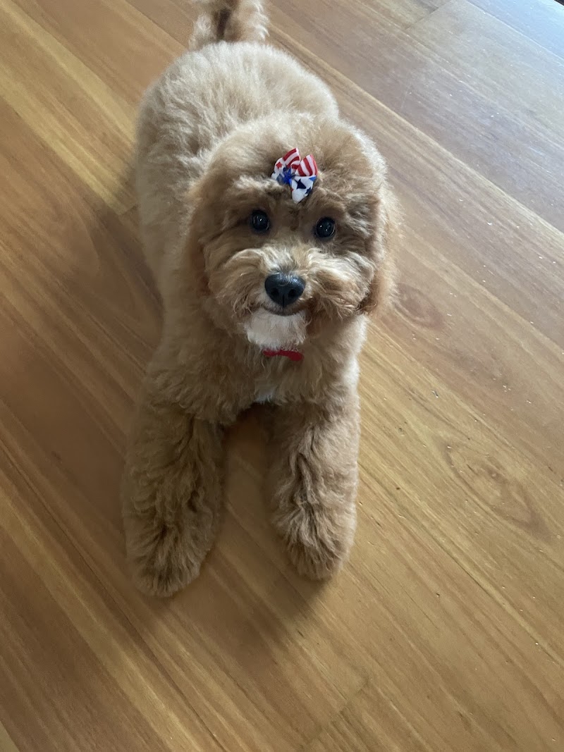 Dogoverboard cover image