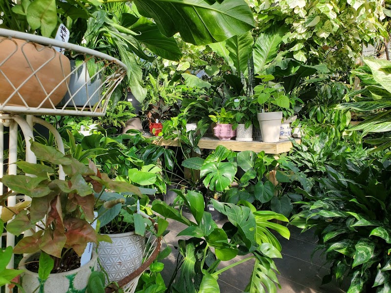 Tillery Street Plant Co. cover image