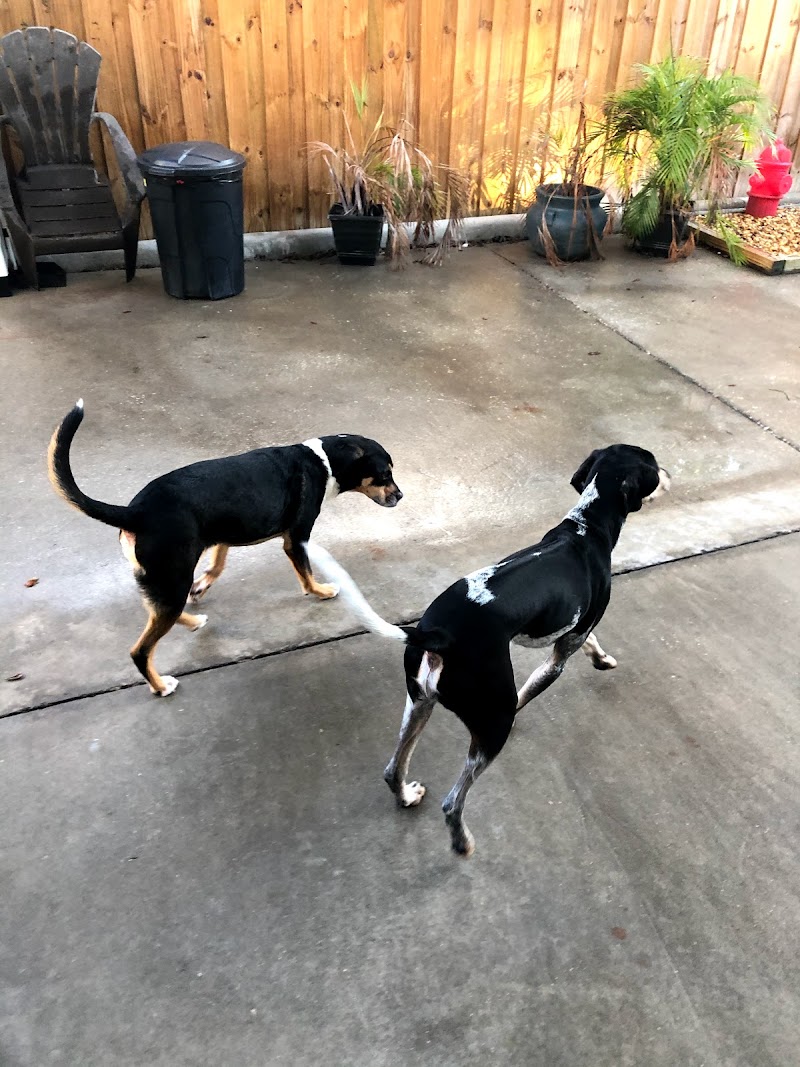 Preppy Pet St Petersburg cover image