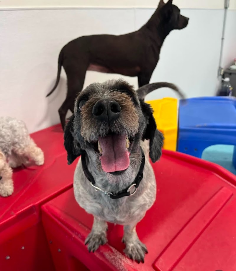 City Bark Miami cover image