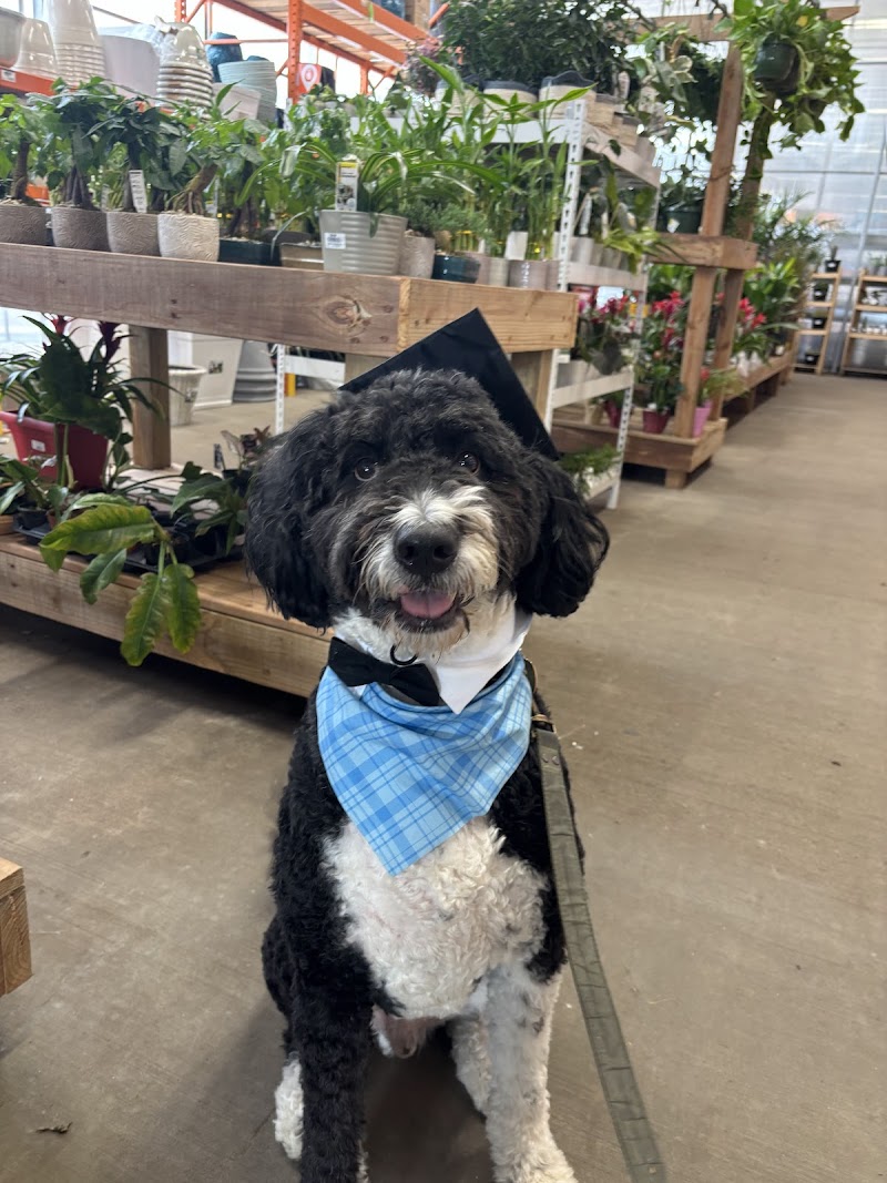 Kurtz K-9's Dog Training cover image