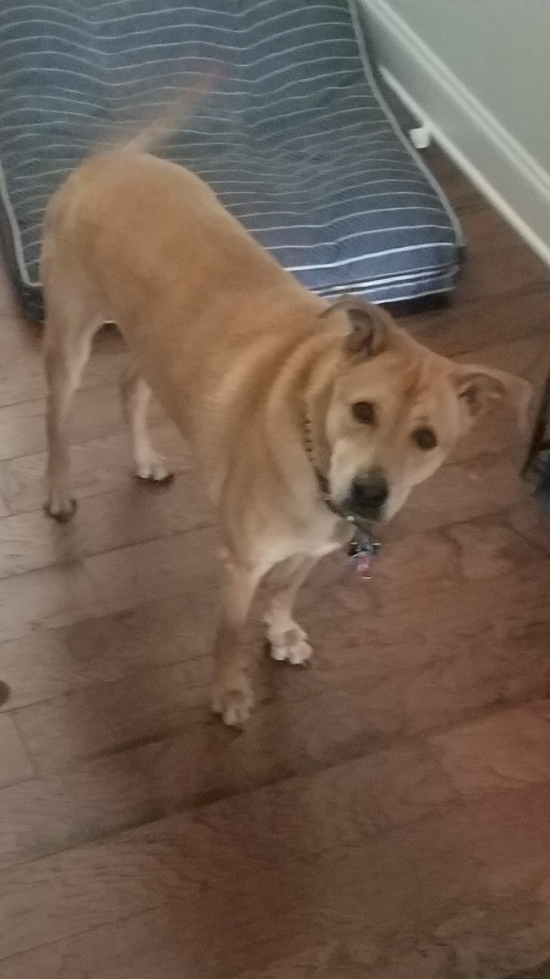 PetsHotel Raleigh cover image