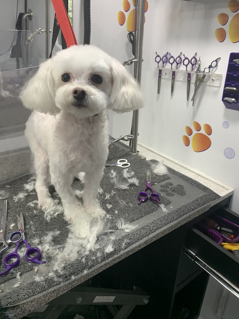 Paws and Suds Mobile Pet Grooming cover image