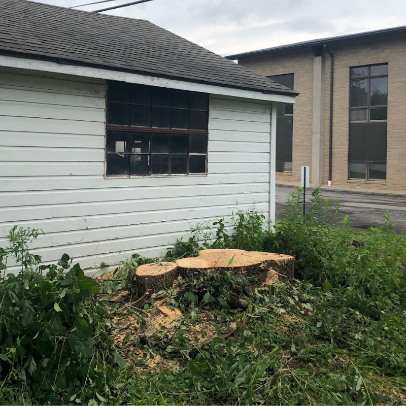 Flower City Tree cover image