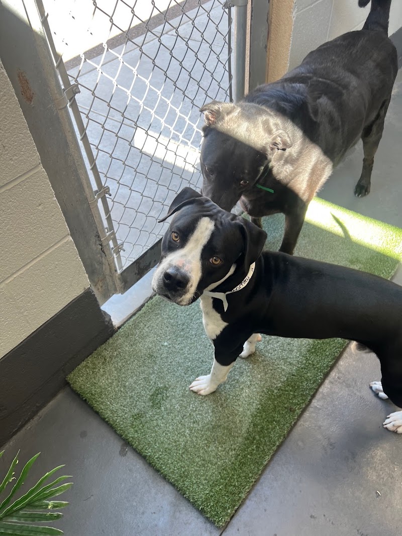 Pet Paradise Phoenix cover image