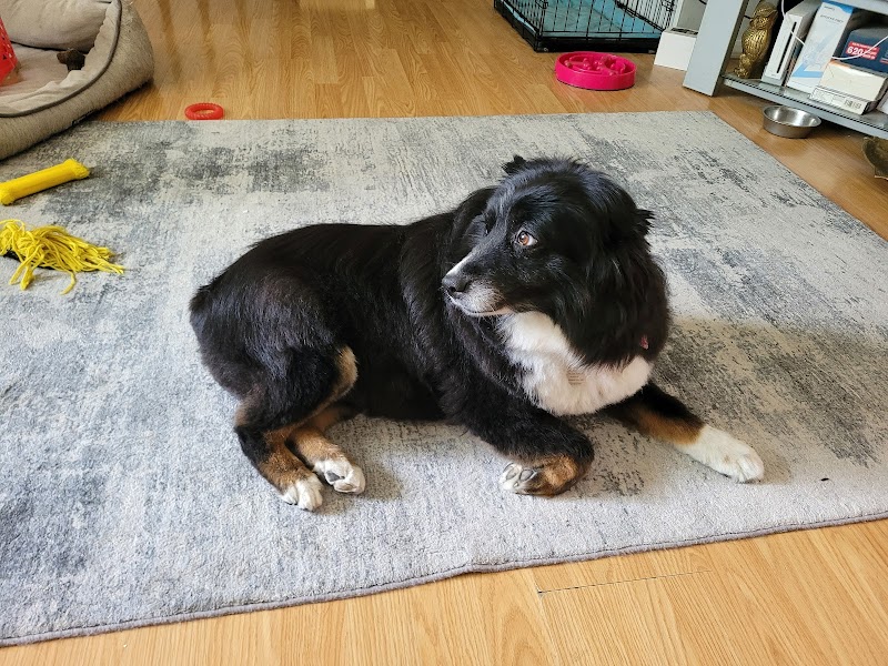 Happy Tails Pet Resort & Spa cover image