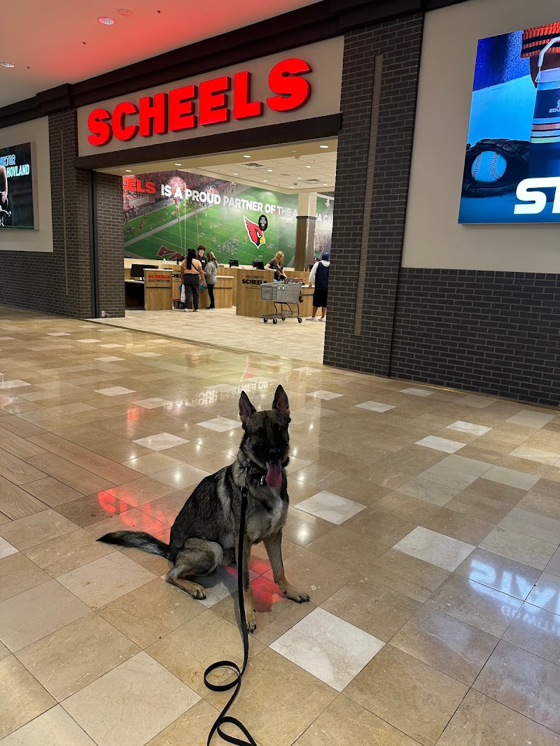 That Dog Trainer cover image