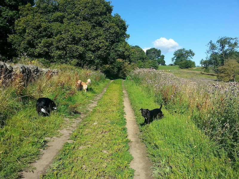 Gatsby and Poole - Dog Training and Behaviour cover image