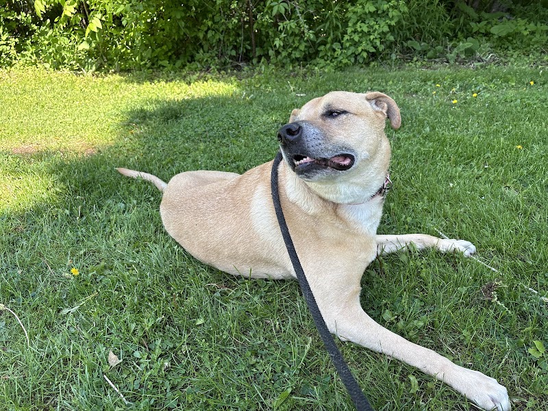 Shield K9 Ottawa cover image