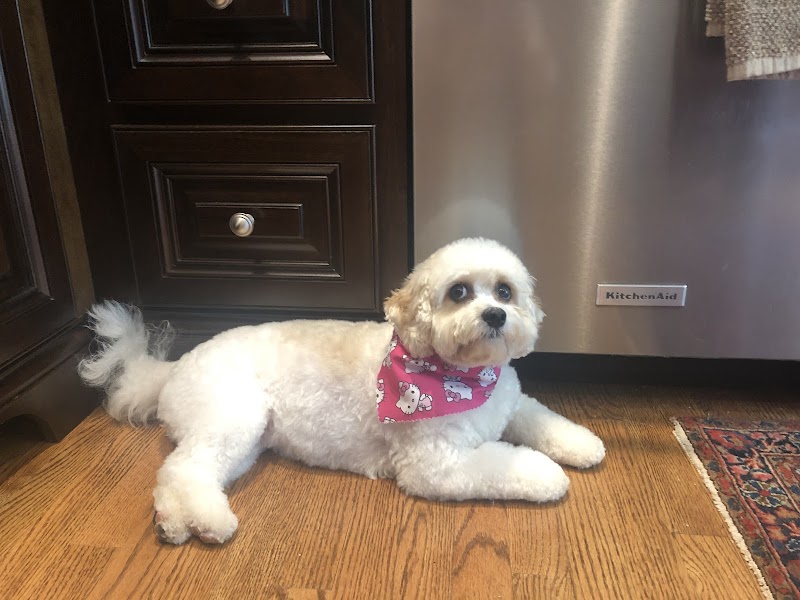 Puppy United cover image