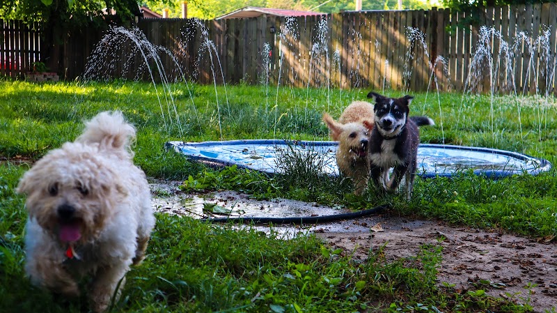 Raven's K9 to 5 Pet Services cover image