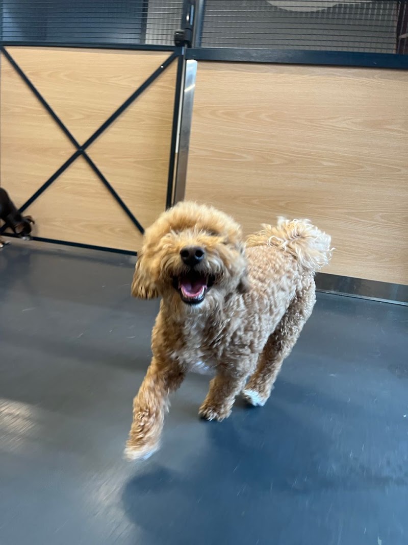 Yardstick Dog Hotel - Berry Hill cover