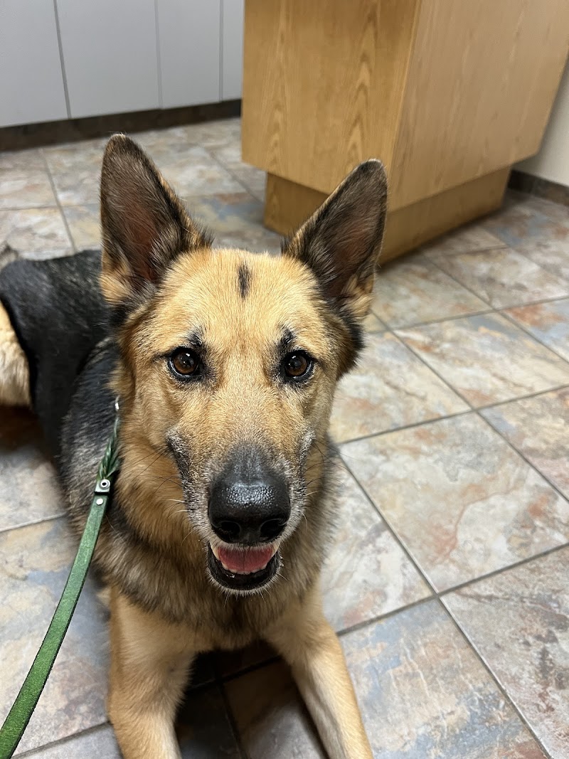 Pet Doctors cover image