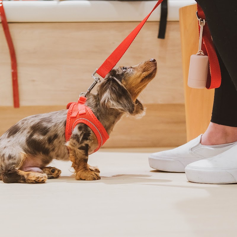 Yuruani Olguin Dog Training cover image