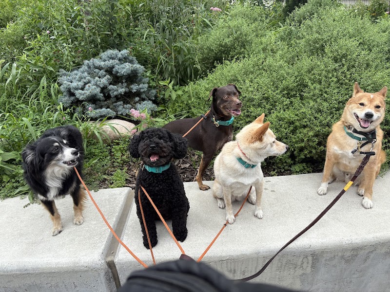 Hustle Pups NYC cover image