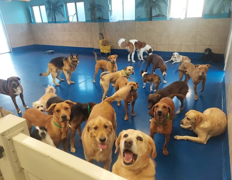 Paws Inn Paradise cover image