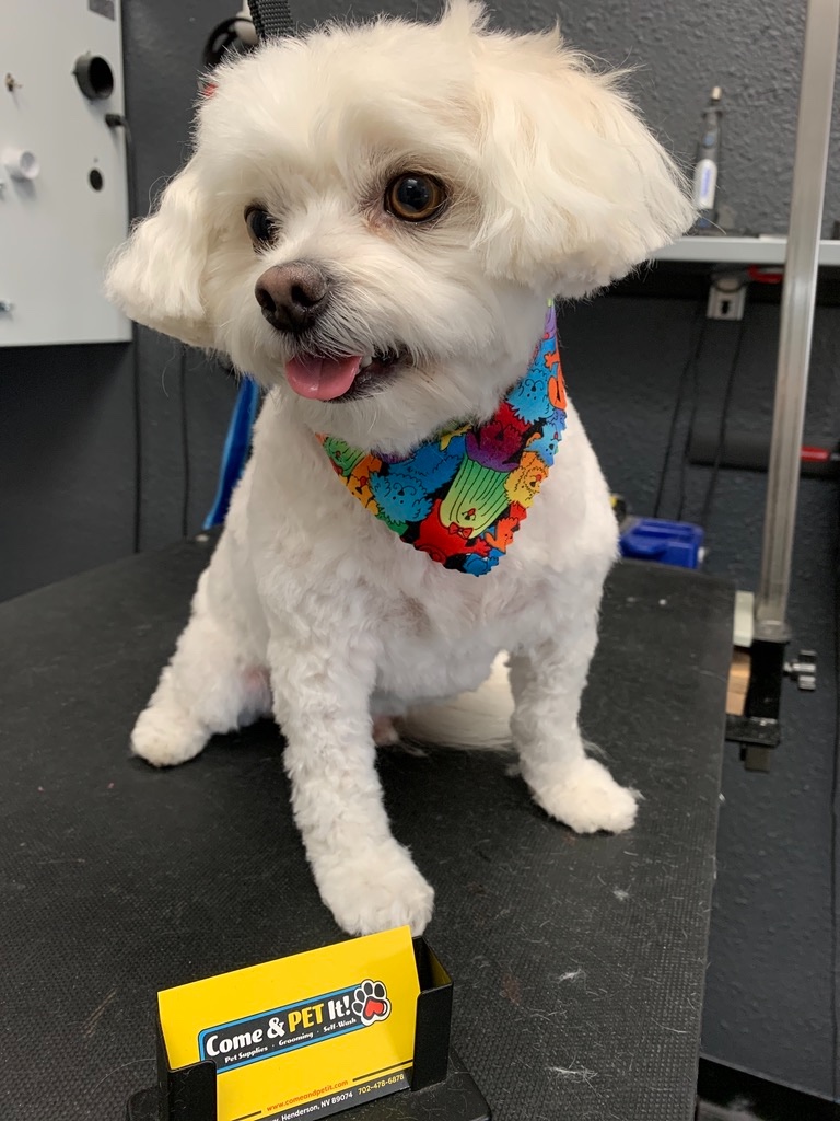 Come & PET It! cover image