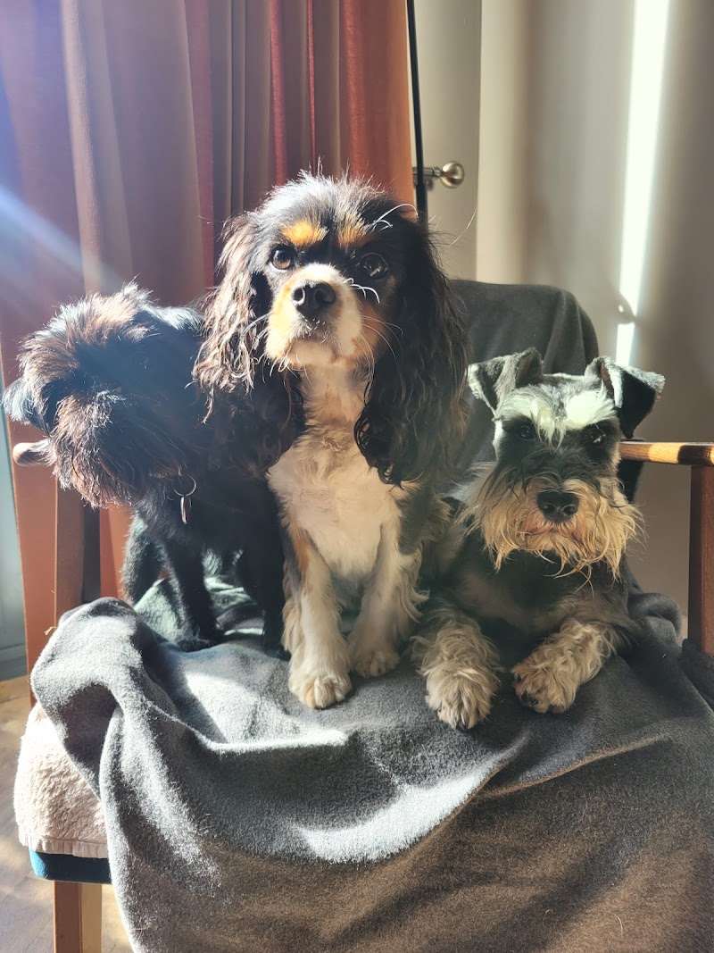 It's A Dogs Life! cover