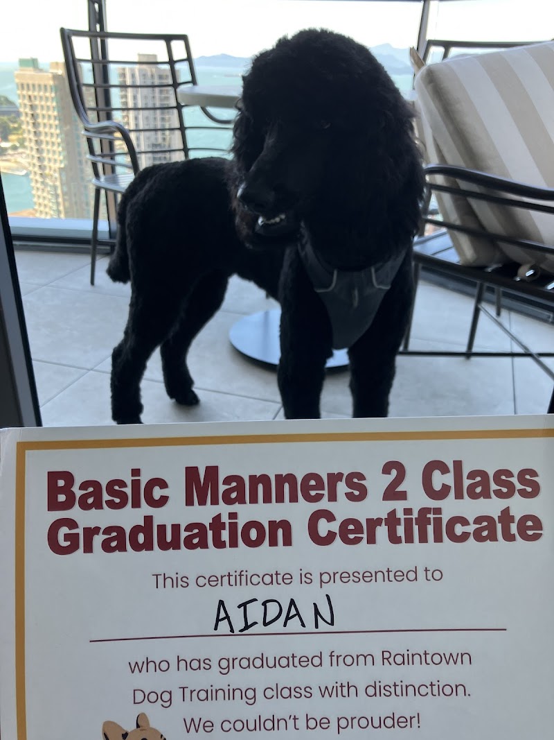 Raintown Dog Training cover image