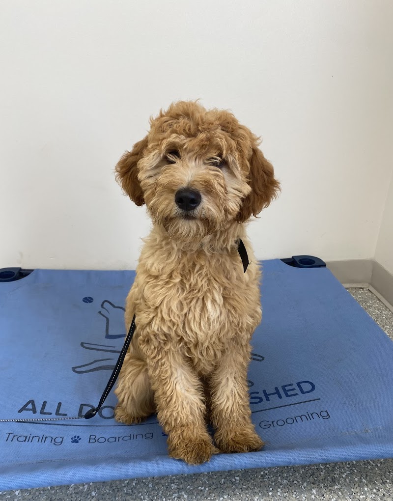 All Dogs Unleashed Omaha cover