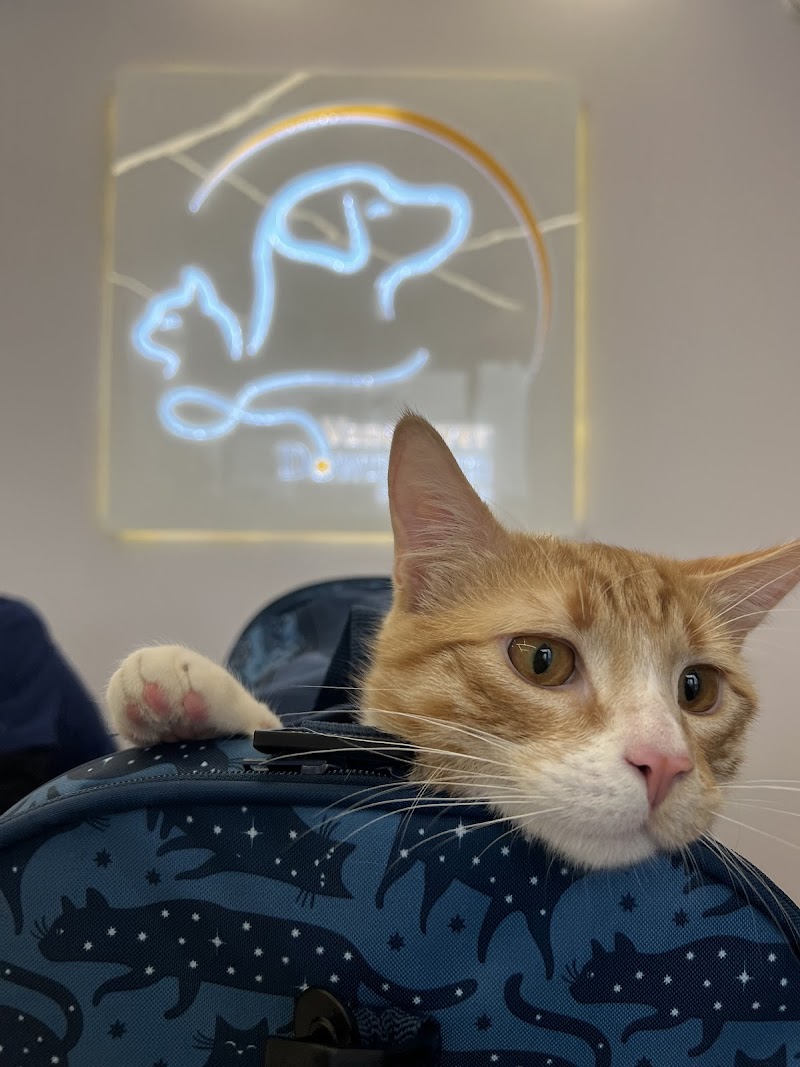 Vancouver Downtown Pet Hospital cover image